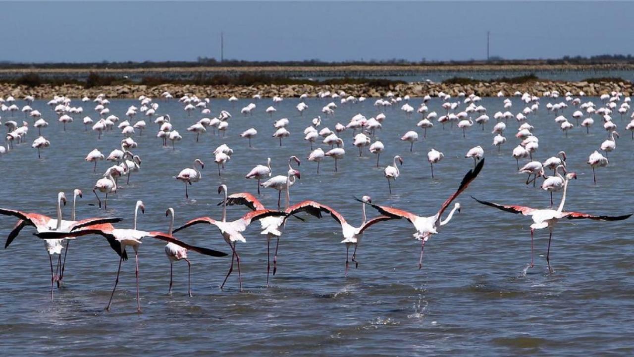 Apartmán L'Hippocampe Sète Exteriér fotografie